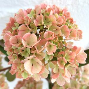 大手毬　白 オオデマリ　ビバーナム　庭木　ガーデニング 庭木：オオデマリ（白）*特選品！ 樹高約120cm 佐川急便発送