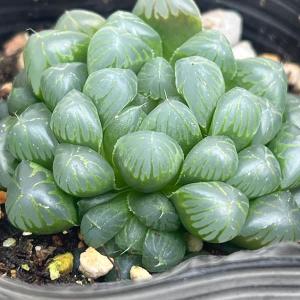 鉢花 観葉植物：フィリカ プベッセンス ワフトフェザー ハイドラ*7号