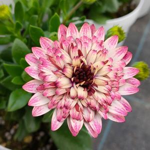 草花の苗 オステオスペルマム プリンセス（八重）ガトーショコラ3.5号