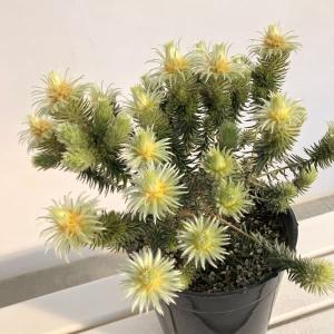 フィリカ 花の商品一覧 通販 Yahoo ショッピング