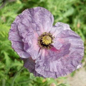 クリスマスローズ 開花苗 079 ボッコネイ交配 ピンクセミダブル : 花郷