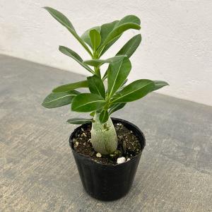 観葉植物 おまかせアデニウム 3号