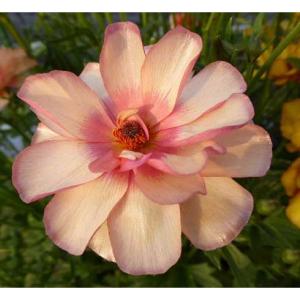 買取り実績 ラナンキュラスラックス ３種セット 植物 観葉植物 Bustedknucklefilms Com