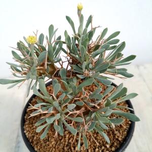 観葉植物 サボテン テフロカクタス ゲオメトリクス（ナラシノ）3号