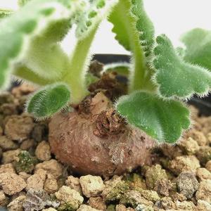 観葉植物 シンニンギア カーディナリス 3-3.5号
