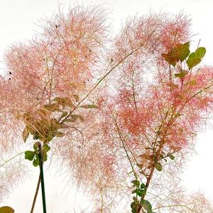 タイサンボク リトルジェム 6寸鉢植え : 日本花卉ガーデンセンター