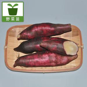 野菜の苗 ヤーコン アンデスの乙女3.5号ポット