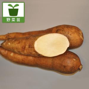 野菜の苗 ヤーコン アンデスの雪3.5号ポット