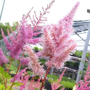 草花の苗 アガパンサス アフリカヌス ビッタータス（斑入り葉種）5号