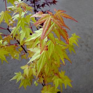 いろはもみじ モミジの苗木 いろは紅葉 7.5-3.5号苗 もみじ : 植物・園芸専門店 花育