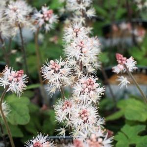 アジュガ / 9.0cmポット （ 単 品 ） 苗 植木 苗木 庭 グランドカバー