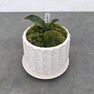 ディフェンバキア チーター 6号鉢 観葉植物 鉢植え お洒落 可愛い