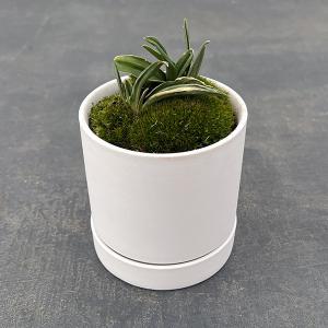 観葉植物 おしゃれ：オモト 万年青*4号 白陶器鉢 受皿付 Mse : 遊恵