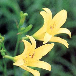 山野草の苗 サマーセール ユウスゲ 三河ユウスゲ3号ポット