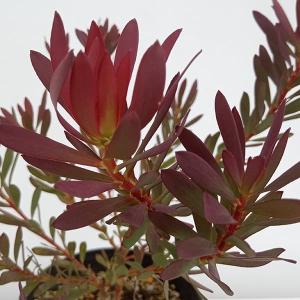 鉢花 観葉植物：リューカデンドロン*各種選べます 5号 リュウカ