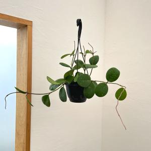 観葉植物 熱帯植物 吊り鉢 ハンギング ホヤ カルノーサ
