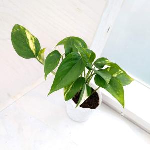 観葉植物 ポトス テルノエスプリ 5号吊り鉢 : 園芸ネット - 通販