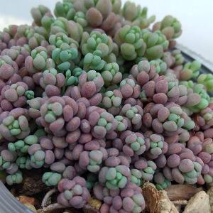 多肉植物 oriミックスベリア No.042 パステルブロッサム おらいさん苗