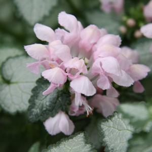 草花の苗 ラミウム ラミ ブラッシュ2.5号ポット