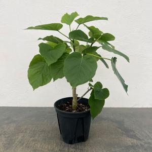 おしゃれ 観葉植物 キンモウコウ：ゴールデンモンキー タカワラビ