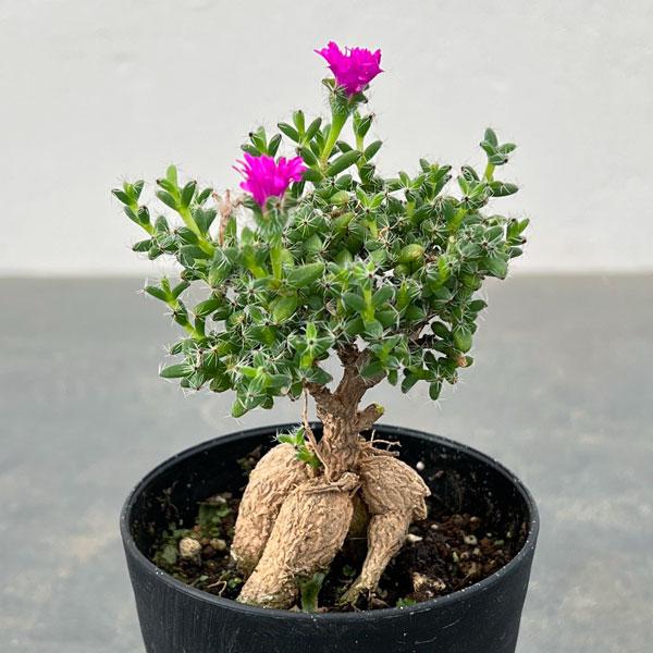 観葉植物 トリコディアデマ ブルボスム 姫紅小松 3号鉢