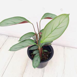 サンスベリア ピングイキュラ 観葉植物 4号/お買い得3個セット