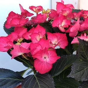 わけあり特価）アジサイ ホットチボリ マーブルブルー 4号鉢植え