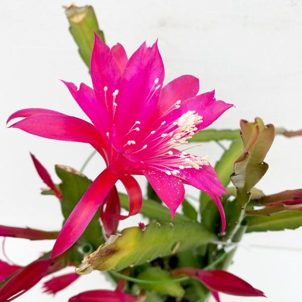 観葉植物/（わけあり特価）クジャクサボテン　赤〜ピンク系花　5号鉢植え
