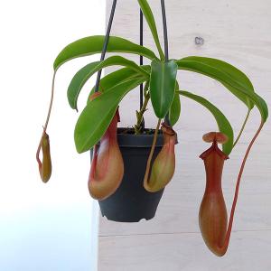 観葉植物 棚卸セール ドラセナ コンパクタ6号鉢植え : 園芸ネット