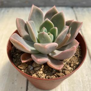 植物】ユーフォルビア・スクアローサ 奇怪ヶ島 発根済み【B60