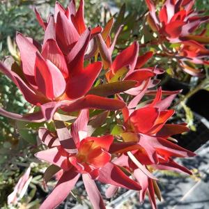 リューカデンドロン ジプシーレッド 鉢植え : 苗木部 花ひろば