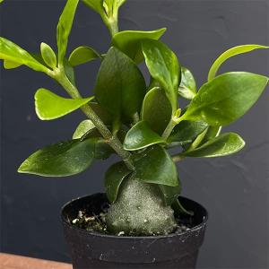 亀甲竜 4号角鉢植え 爆買いweek : 苗木部 花ひろばオンライン - 通販
