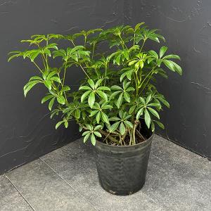 おしゃれ 観葉植物 キンモウコウ：ゴールデンモンキー タカワラビ*金毛