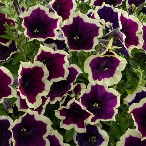 草花の苗 ペチュニア フェイマス マジェンタリム3.5号ポット