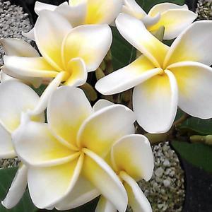 プルメリア苗木 シンガポールホワイト 花木苗 3.5号/1個売り 花木 花木