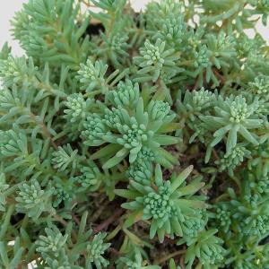 観葉植物 セダム パリダム斑入り3号ポットの商品画像