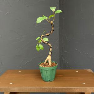 観葉植物：金銭樹 ザミオクルカス レイヴン 鉢植え*受皿付 富士砂飾り