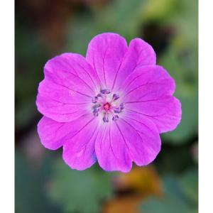 山野草の苗 ヒメフウロソウ（姫風露草） 白花八重咲2.5〜3号ポット