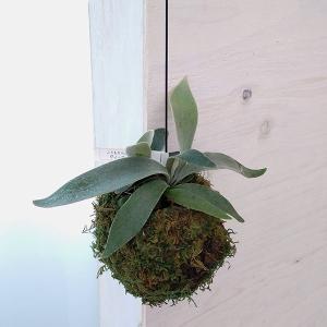 観葉植物 ビカクシダ（コウモリラン） ベイチー 苔玉仕立て