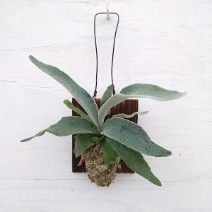 鉢花 観葉植物：フィリカ プベッセンス ワフトフェザー ハイドラ*7号