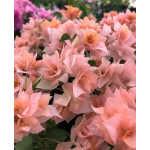 ブーゲンビレア　ブーゲンビリア　苗　花木　観葉植物。。。② 花苗 ブーゲンビリア ブルーハワイ 2ポット : 花と緑 国華園 - 通販