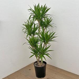 ドラセナ コンシンネ マジェンタ 観葉植物 8号鉢/1個売り