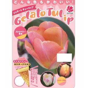 すずらん咲き水仙 スノーフレーク 球根 （4球入） （植え付け時期9月