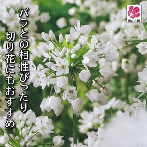 球根 26年9月中下旬予約 アリウム コーワニー（コワニー）10球入り