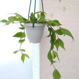 おしゃれ 観葉植物：ホヤ シェパーディ*吊り鉢 5号 : 遊恵盆栽 Yahoo