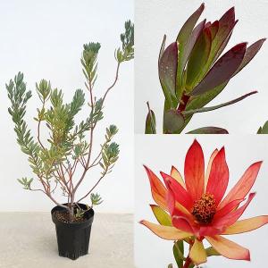 棕櫚の木！トウジュロ又はワジュロ≪唐棕櫚又は和棕櫚≫シュロの木・単