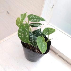 おしゃれ 観葉植物：アデナンサス アルバニー ウーリーブッシュ*4号