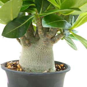 レア/ブラック スキン/塊根植物】アデニウム アラビカム ブラック ...