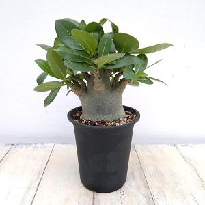 レア/ブラック スキン/塊根植物】アデニウム アラビカム ブラック ...