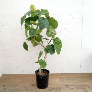 観葉植物：ポリシャス ロベル*7号セラアート鉢 受皿付 バークチップ